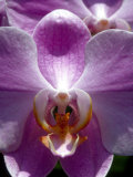 Wild Orchids in Mountain Pine Ridge Rainforest  Cayo District  Belize