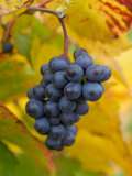 Beaujolais Red Grapes in Autumn  Burgundy  France