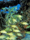 Schooling Bluestriped Grunts  Bahamas  Caribbean