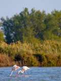 Greater Flamingos in Marsh  Camargue  France