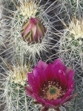 Flowering Hedgehog Cactus  Saguaro National Park  Arizona  USA