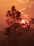 Pines Silhouetted at Sunrise  Everglades National Park  Florida  USA