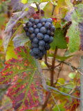 Beaujolais Red Grapes in Autumn  Burgundy  France