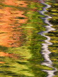 Refections of Fall Foliage and Birch Trees in Pond  Acadia National Park  Maine  USA
