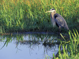 Great Blue Heron in Taylor Slough  Everglades  Florida  USA