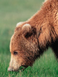 Brown Bear in Hallo Bay  Alaska  USA