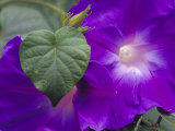 Morning Glory Vine  Maui  Hawaii  USA