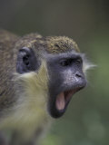 Green Vervet Monkey on St Kitts  Caribbean