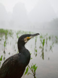 Cormorant by the Li River  China
