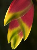 Heliconia at Foster Botanical Garden  Honolulu  Hawaii  USA