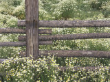Wild Chamomile Around Log Fence  Colorado  USA