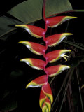 Tropical Flower on Culebra Island  Puerto Rico