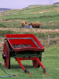 Farm Animals and Wheelbarrow  Kilmuir  Isle of Skye  Scotland