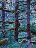 Pacifc Fir Trees and Moss  Fort Abercrombie State Historical Park  Kodiak Island  Alaska  USA