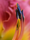 Daylily  Savannah  Georgia  USA
