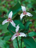 Painted Trillium  Waterville Valley  White Mountain National Forest  New Hampshire  USA