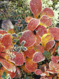 Bearberry and Dwarf Cranberries in Denali National Park  Alaska  USA