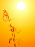 Susuki Grass at Sunset  Kagoshima  Japan