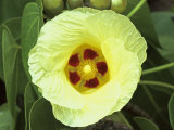 Yellow Flower Bloom on Tree  Cayman Islands