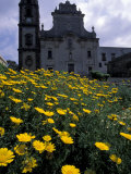 Baroque Style Cathedral and Yellow Daisies  Lipari  Sicily  Italy