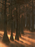 Cypress Trees at Sunrise  George Smith State Park  Georgia  USA