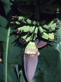Tropical Banana Tree
