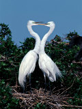 Great Egrets in a Courtship Ritual at Nest