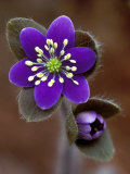 Hepatica and Bud  Lapeer  Michigan  USA