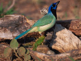 Green Jay  Texas  USA
