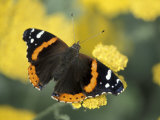 Red Admiral on Butterfly Bush Leaf  Woodland Park Zoo Rose Garden  Washington  USA