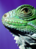 Green Iguana  South America