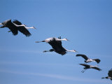 Sandhill Cranes (Grus Canadensis) in Flight