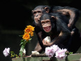 Susana and Gombe
