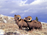 Bighorn Rams on Grassy Slope  Whiskey Mountain  Wyoming  USA