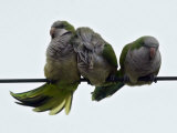 Three Monk Parakeets Brace Themselves against a Stiff Breeze as They Perch on a Wire