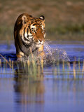 Captive Bengal Tiger  India