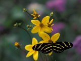 Zebra Longwing Butterfly  Woodland Park Zoo  Washington  USA