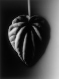 Single Leaf