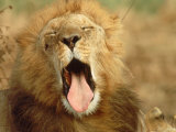African Lion (Felis Leo)  Adult Male Yawning