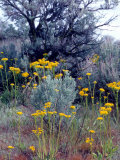 Wildflowers and Sage  Eastern Washington  USA