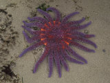 Spiny Sun Star in Tidepool  Shi Shi Beach  Olympic National Park  Washington  USA