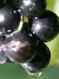 A Drop of Water Drips off of a Grape at Ackerly Pond Vineyards