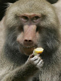 A Hamadryas Baboon Named Baines