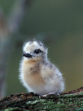 Baby White Tern on Branch  Midway Atoll National Wildlife Refuge  Hawaii  USA