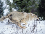 Coyote Running in Snow  Canis Latrans