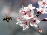 A Bee Hovers in Front of a Blossom of a Plum Tree