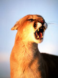 Mountain Lion with Mouth Open  Southwest US