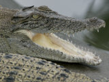 A Young Saltwater Crocodile