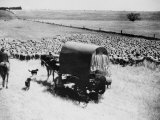 A Drover Travels with His Covered Wagon and Sheep on the Geelong-Baachus Marsh Road