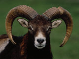 Barbary Sheep  North Africa